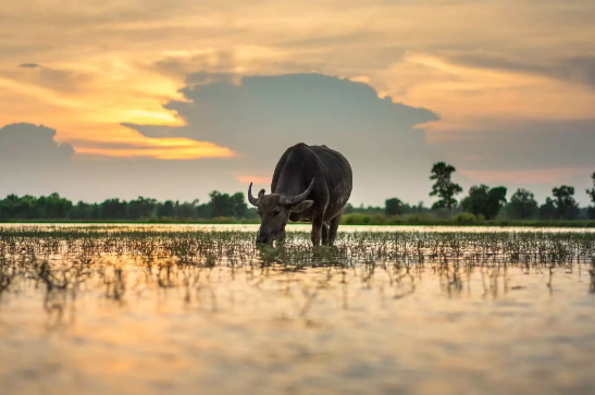 A cow drinking water from a body of water

Description automatically generated